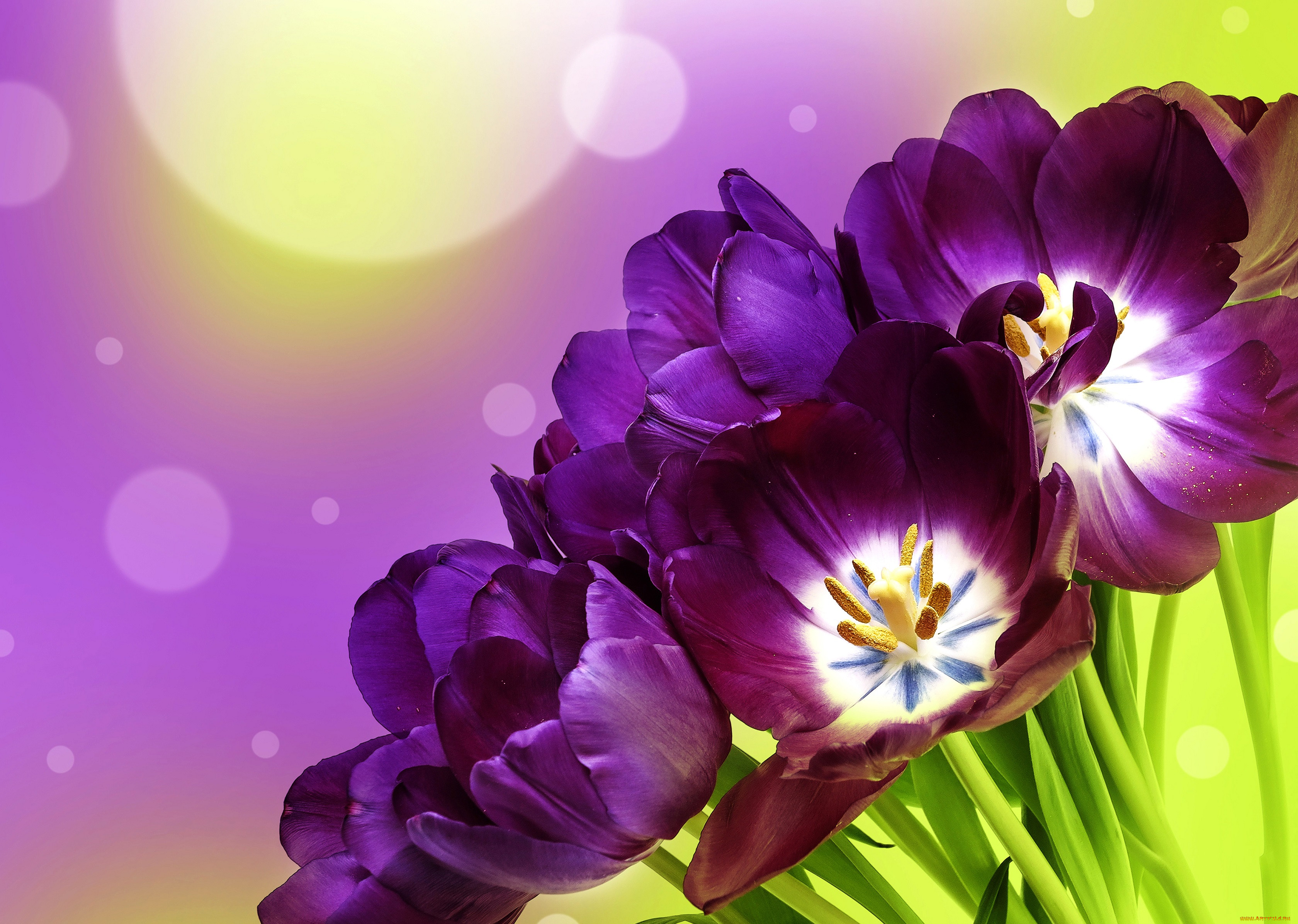 , , , , tulips, flowers